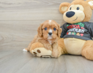 5 week old Cavalier King Charles Spaniel Puppy For Sale - Pilesgrove Pups