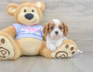 5 week old Cavalier King Charles Spaniel Puppy For Sale - Pilesgrove Pups