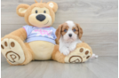 Cavalier King Charles Spaniel Puppy for Adoption