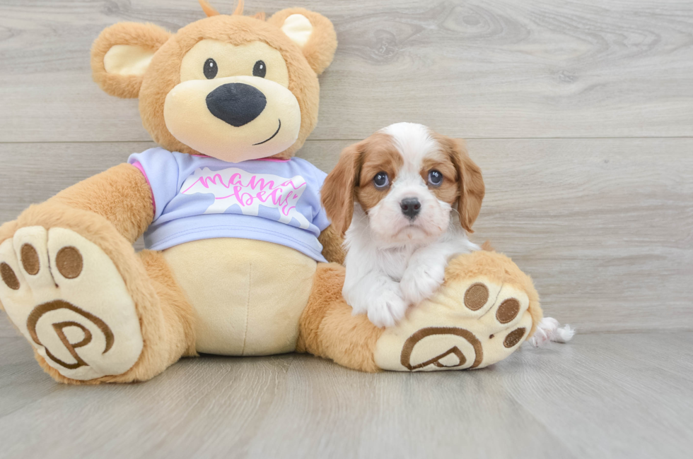 5 week old Cavalier King Charles Spaniel Puppy For Sale - Pilesgrove Pups