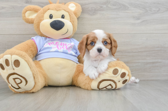 Cavalier King Charles Spaniel Puppy for Adoption