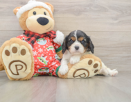 5 week old Cavalier King Charles Spaniel Puppy For Sale - Pilesgrove Pups