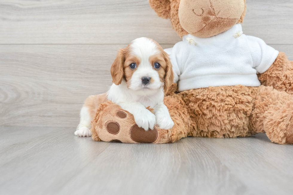 Best Cavalier King Charles Spaniel Baby