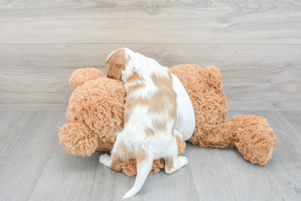 Akc Registered Cavalier King Charles Spaniel Baby