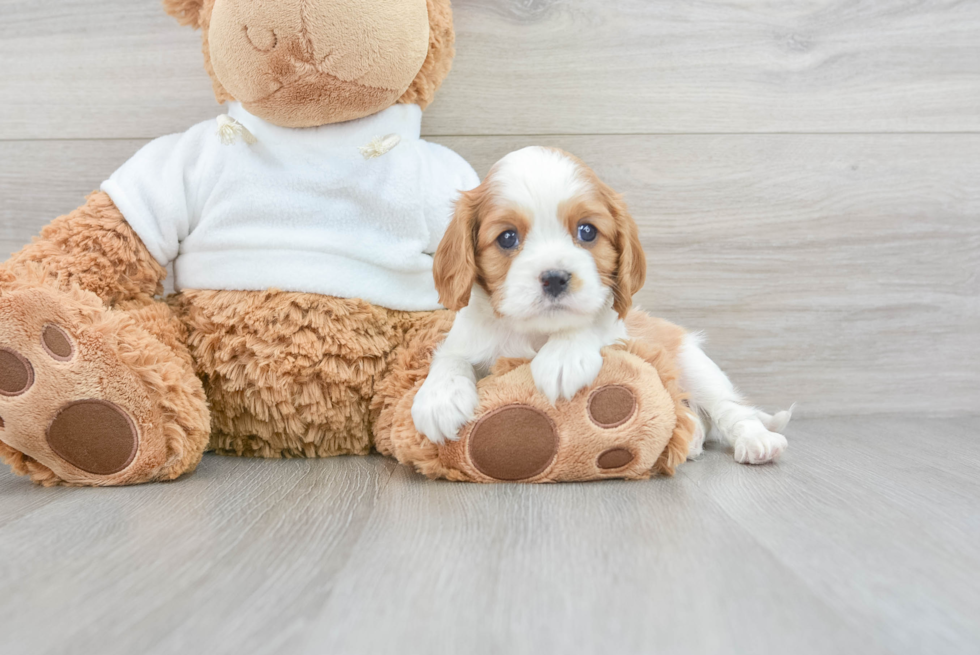 Petite Cavalier King Charles Spaniel Purebred Puppy