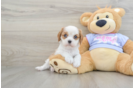 Best Cavalier King Charles Spaniel Baby