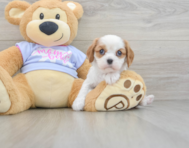 5 week old Cavalier King Charles Spaniel Puppy For Sale - Pilesgrove Pups