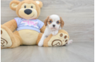 Cavalier King Charles Spaniel Puppy for Adoption