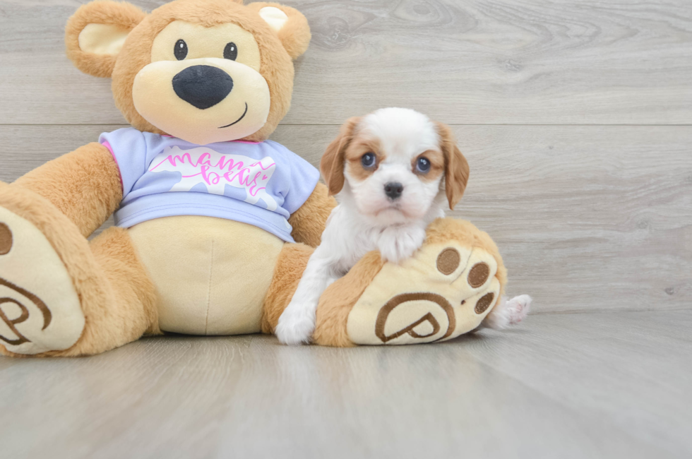 5 week old Cavalier King Charles Spaniel Puppy For Sale - Pilesgrove Pups