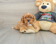 5 week old Cavalier King Charles Spaniel Puppy For Sale - Pilesgrove Pups