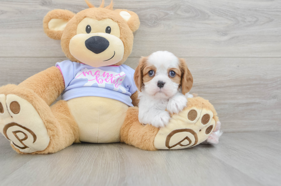 5 week old Cavalier King Charles Spaniel Puppy For Sale - Pilesgrove Pups