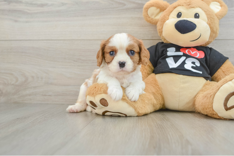 Cavalier King Charles Spaniel Pup Being Cute