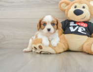 6 week old Cavalier King Charles Spaniel Puppy For Sale - Pilesgrove Pups