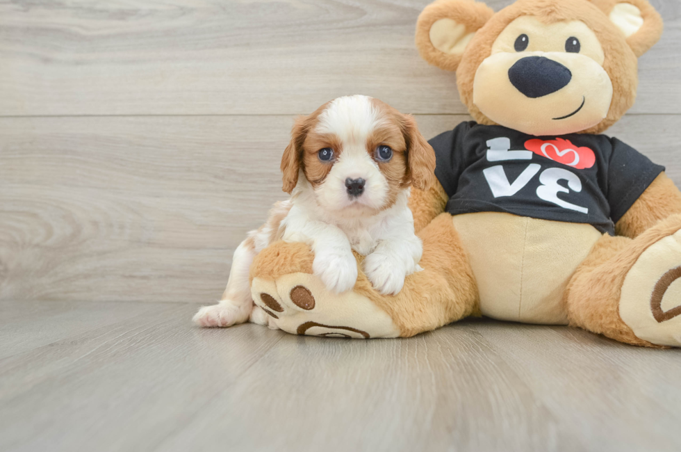 6 week old Cavalier King Charles Spaniel Puppy For Sale - Pilesgrove Pups