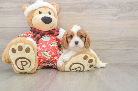 Smart Cavalier Purebred Puppy
