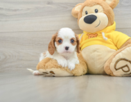 7 week old Cavalier King Charles Spaniel Puppy For Sale - Pilesgrove Pups