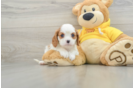 Best Cavalier King Charles Spaniel Baby