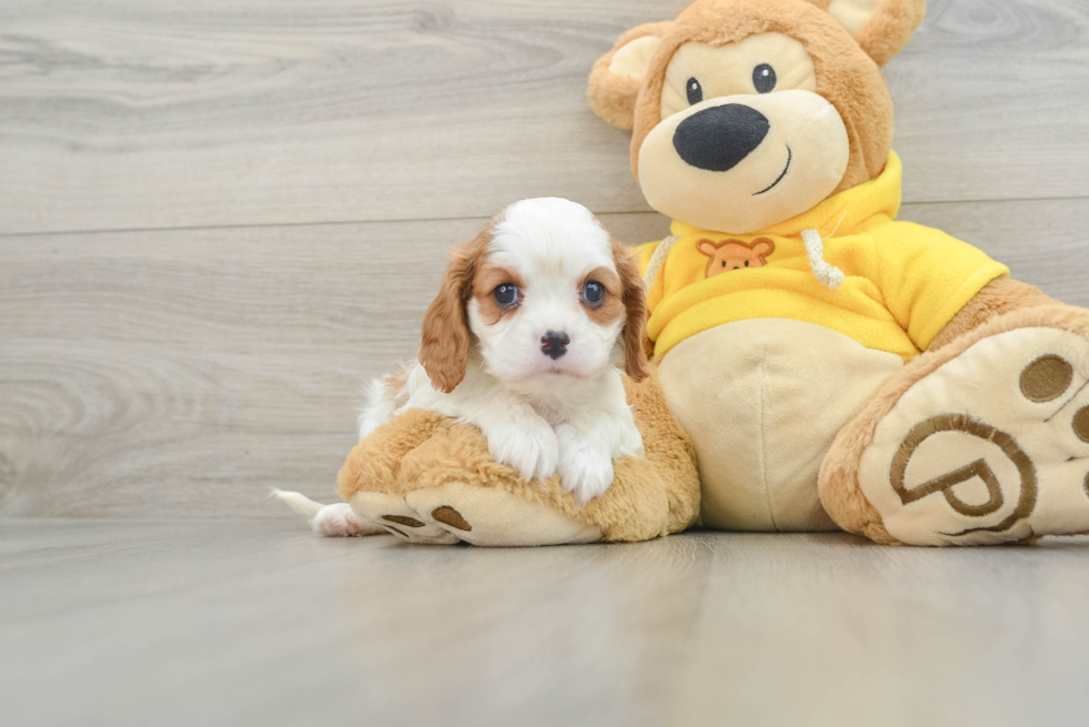 Best Cavalier King Charles Spaniel Baby