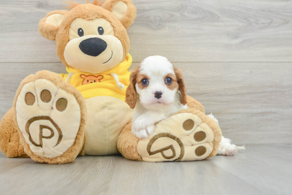 Energetic Cavalier Purebred Puppy