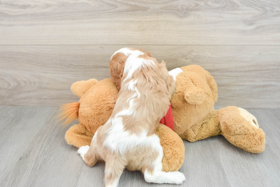 Cavalier King Charles Spaniel Pup Being Cute