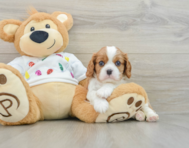 5 week old Cavalier King Charles Spaniel Puppy For Sale - Pilesgrove Pups