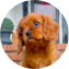 Cavalier King Charles Spaniel Puppy For Sale - Pilesgrove Pups Cavalier King Charles Spaniel Puppy For Sale - Pilesgrove Pups