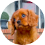 Cavalier King Charles Spaniel Puppies For Sale - Pilesgrove Pups Cavalier King Charles Spaniel Puppies For Sale - Pilesgrove Pups