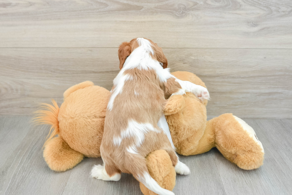 Cavalier King Charles Spaniel Pup Being Cute