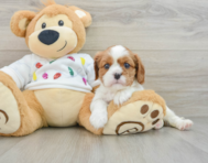 5 week old Cavalier King Charles Spaniel Puppy For Sale - Pilesgrove Pups