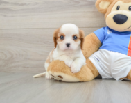 6 week old Cavalier King Charles Spaniel Puppy For Sale - Pilesgrove Pups