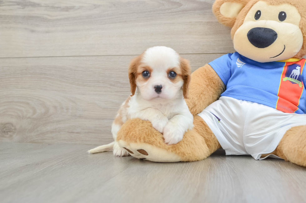 6 week old Cavalier King Charles Spaniel Puppy For Sale - Pilesgrove Pups