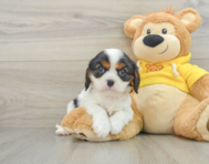 6 week old Cavalier King Charles Spaniel Puppy For Sale - Pilesgrove Pups