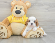 6 week old Cavalier King Charles Spaniel Puppy For Sale - Pilesgrove Pups