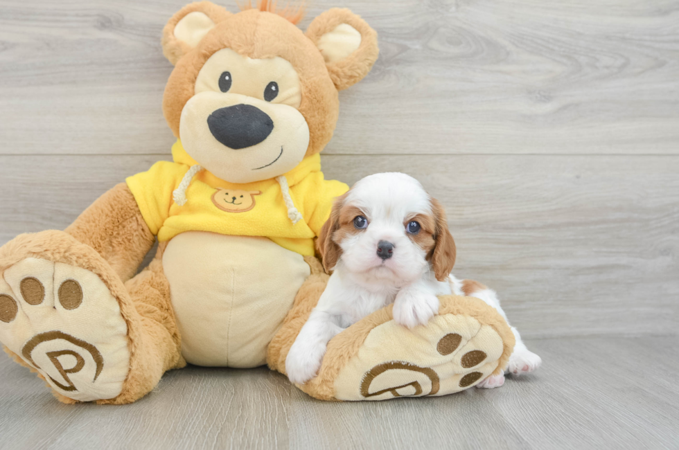6 week old Cavalier King Charles Spaniel Puppy For Sale - Pilesgrove Pups