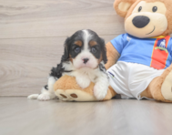 5 week old Cavalier King Charles Spaniel Puppy For Sale - Pilesgrove Pups