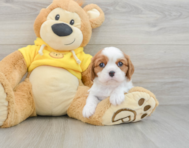 6 week old Cavalier King Charles Spaniel Puppy For Sale - Pilesgrove Pups