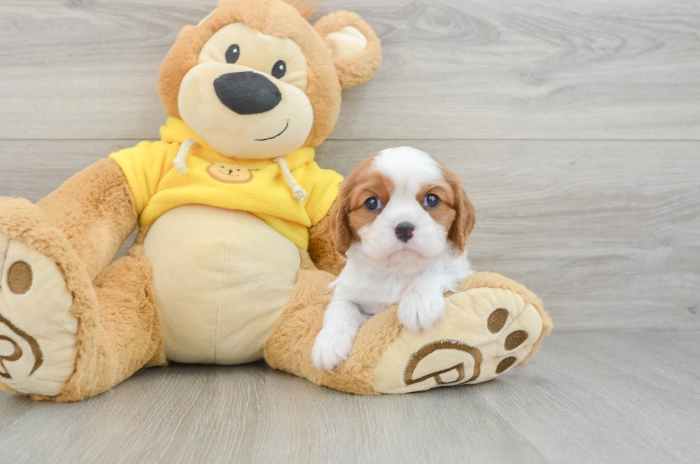 6 week old Cavalier King Charles Spaniel Puppy For Sale - Pilesgrove Pups