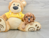 6 week old Cavalier King Charles Spaniel Puppy For Sale - Pilesgrove Pups