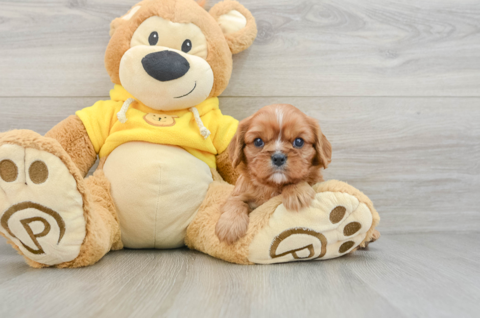 6 week old Cavalier King Charles Spaniel Puppy For Sale - Pilesgrove Pups