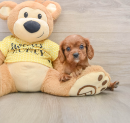 6 week old Cavalier King Charles Spaniel Puppy For Sale - Pilesgrove Pups