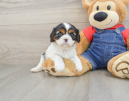 6 week old Cavalier King Charles Spaniel Puppy For Sale - Pilesgrove Pups