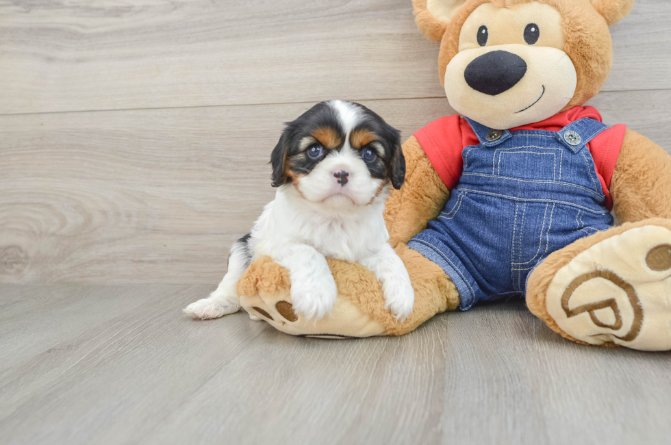 6 week old Cavalier King Charles Spaniel Puppy For Sale - Pilesgrove Pups