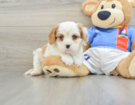 6 week old Cavalier King Charles Spaniel Puppy For Sale - Pilesgrove Pups