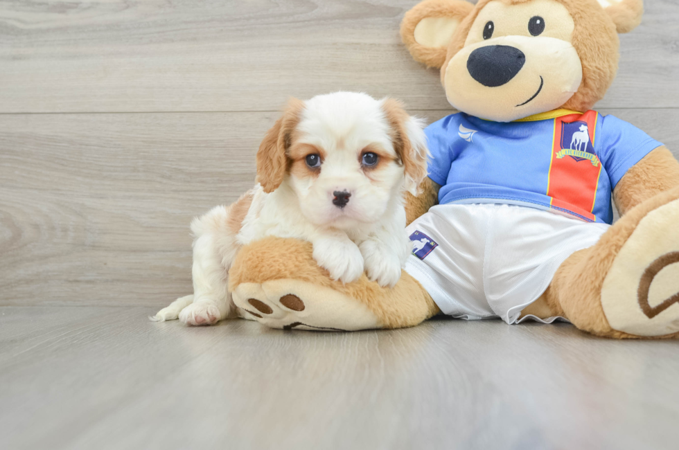 8 week old Cavalier King Charles Spaniel Puppy For Sale - Pilesgrove Pups