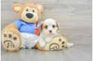 Popular Cavalier King Charles Spaniel Baby