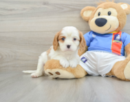 6 week old Cavalier King Charles Spaniel Puppy For Sale - Pilesgrove Pups