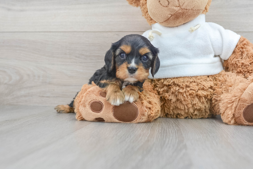 Sweet Cavalier King Charles Spaniel Purebred Puppy