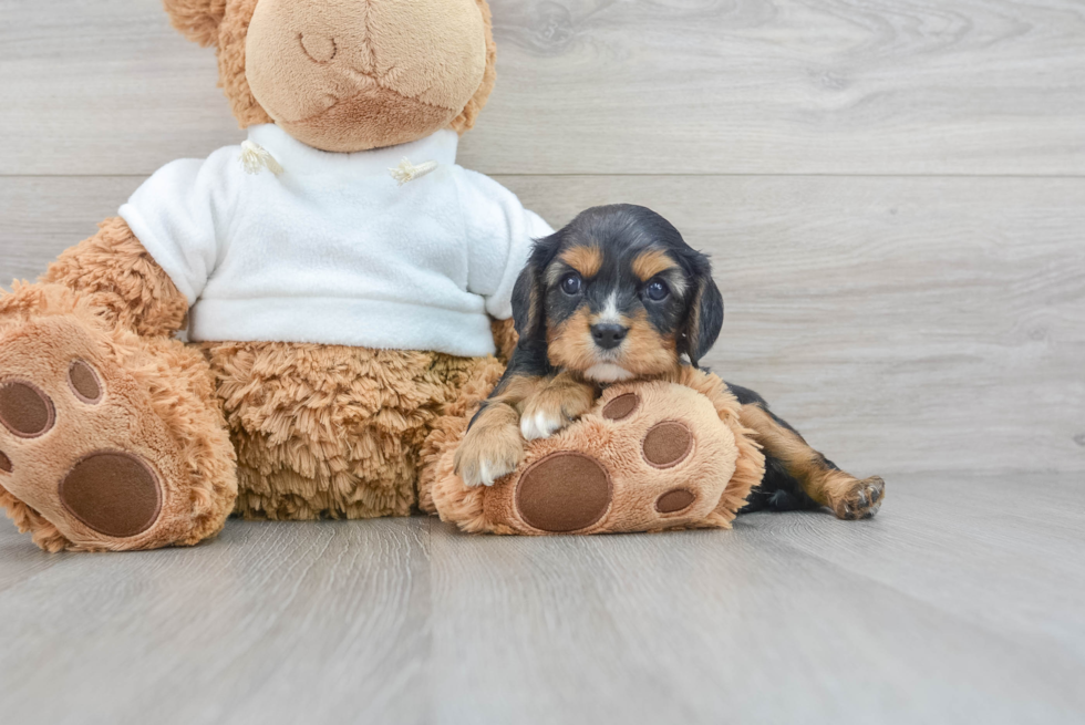 Popular Cavalier King Charles Spaniel Purebred Pup