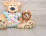5 week old Cavalier King Charles Spaniel Puppy For Sale - Pilesgrove Pups