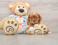 6 week old Cavalier King Charles Spaniel Puppy For Sale - Pilesgrove Pups